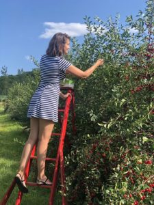 Autocueillette cerise_Labonte de la pomme