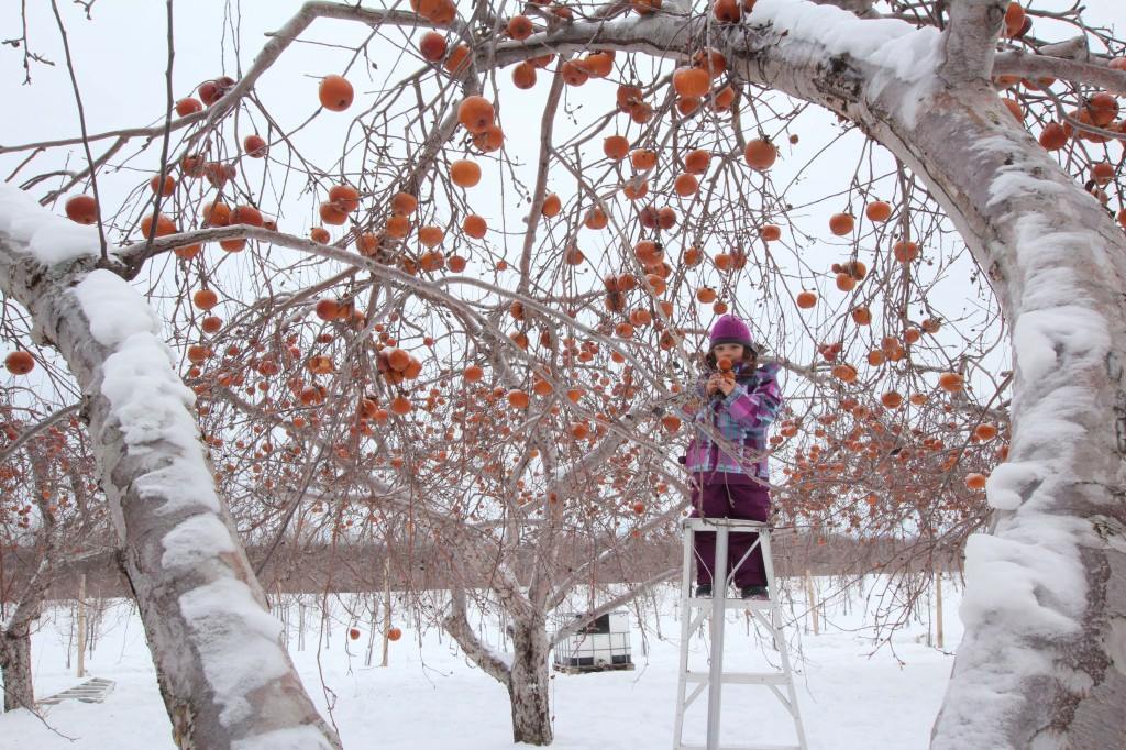 Une enfant sur un escabeau qui cueille des pommes gelées dans un arbre