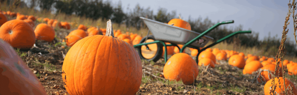 Où faire l'autocueillette de courges et citrouilles au Québec
