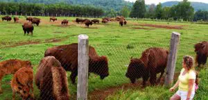 La Terre des Bisons