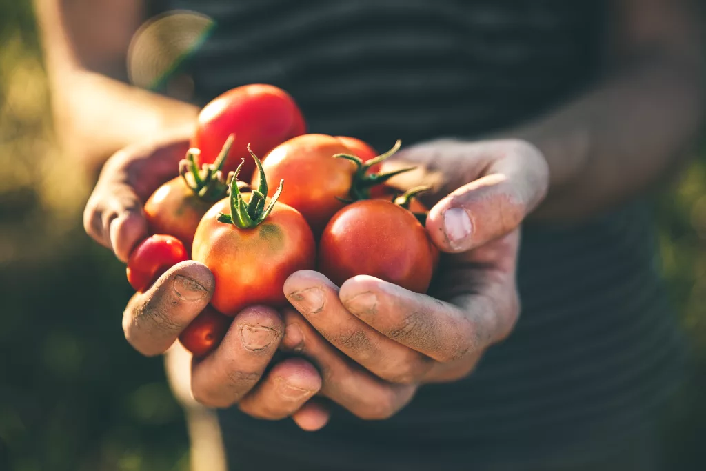 tomates