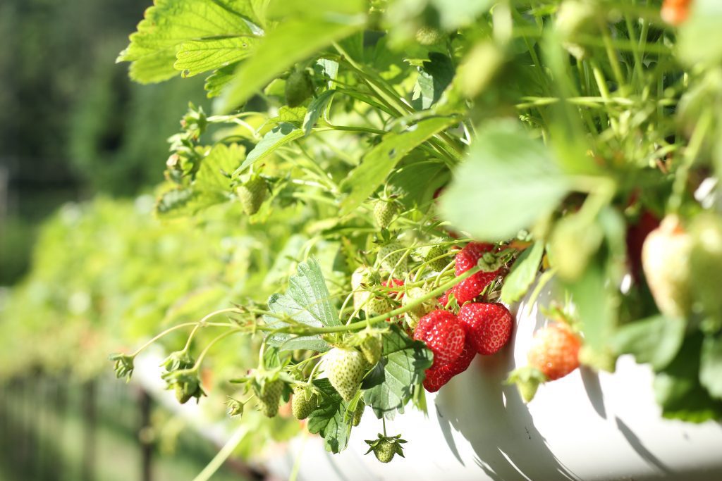 Strawberries_pexels-david-j-boozer-