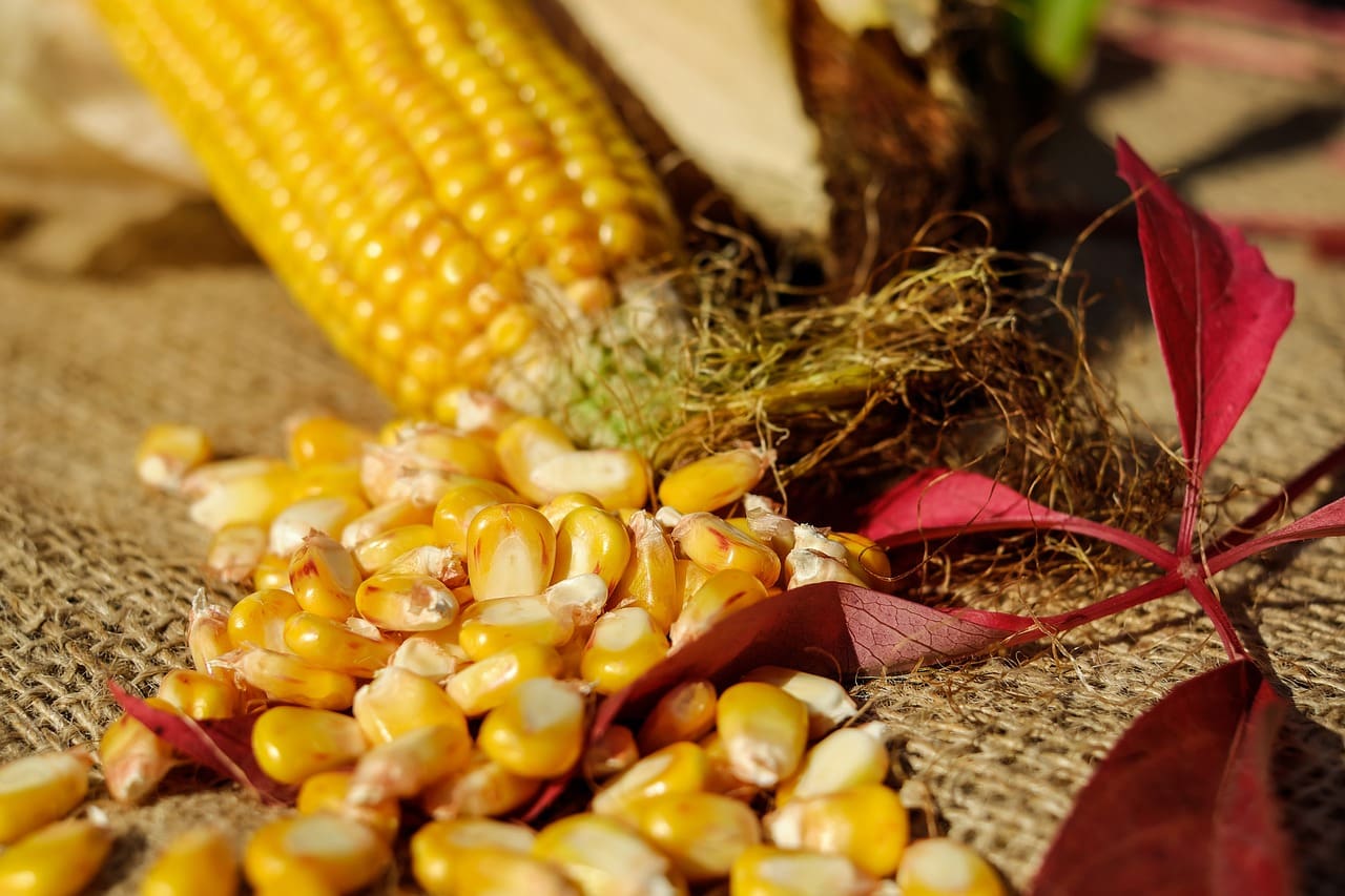 Le (bon!) maïs du Québec - Terroir et Saveurs du Québec