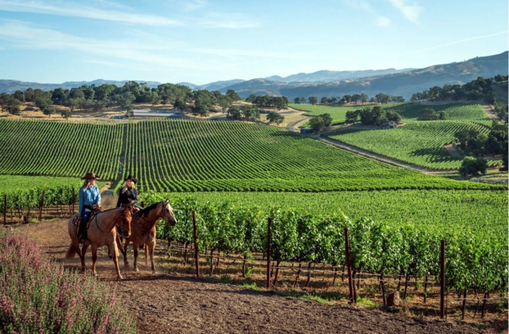 Explore vineyards by horseback at Shadybrook Estate.Photo by Suzanne Becker Bronk