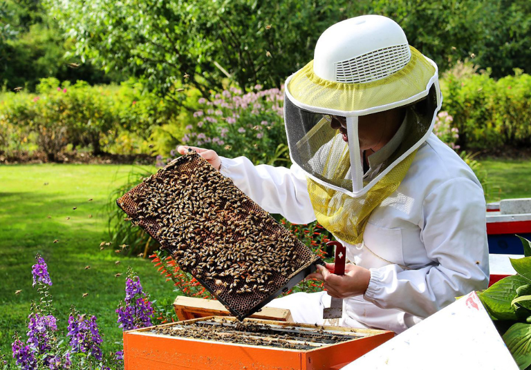 MEL DANS LES ABEILLES_Intermiel_LIBRE