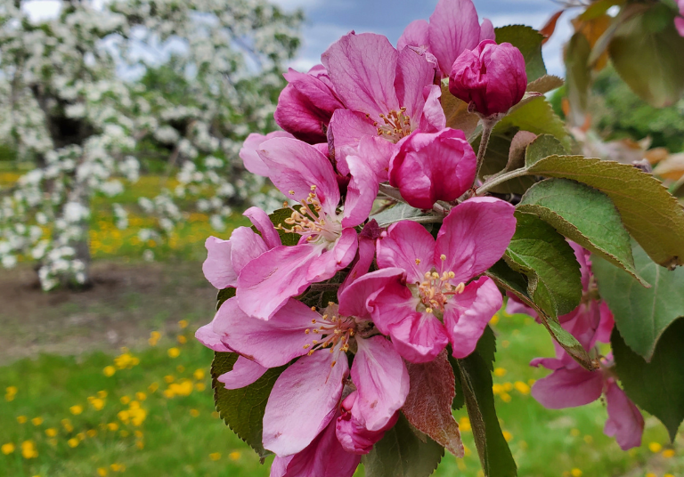 VERGER POMMIER EN FLEURS ROSE_Cidrerie et Vergers Pedneault_LIBRE