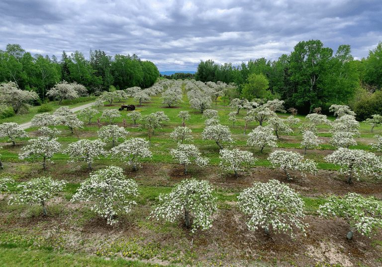 VUE DOMAINE VERGER CHAMPS POMMIER EN FLEURS_Cidrerie et Vergers Pedneault_LIBRE