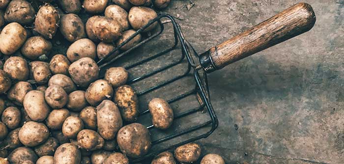 patate pomme de terre