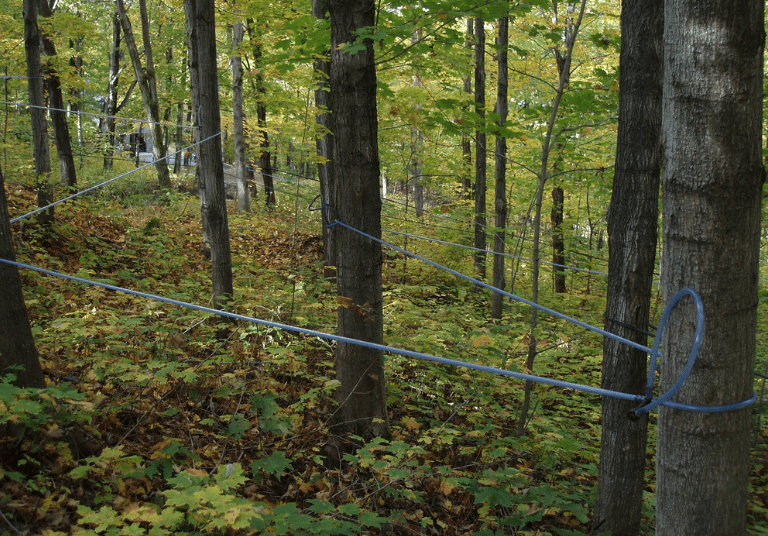 Relais-des-Pins-cabane-a-sucre-erabliere-acericulture-Quebec-ile-dOrlean