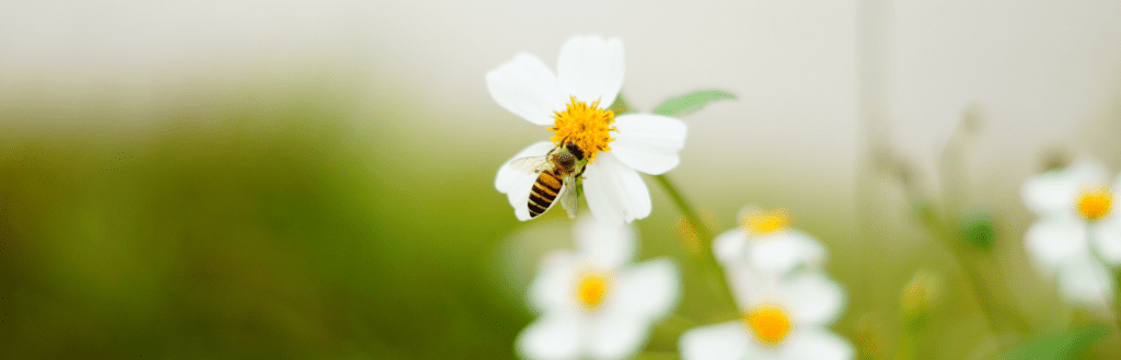 Guide de bonnes pratiques_Protection de la biodiversité couverture