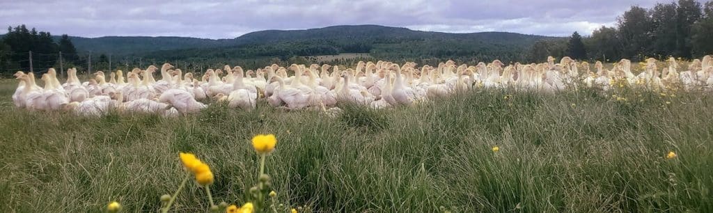 Ferme Québec-Oies