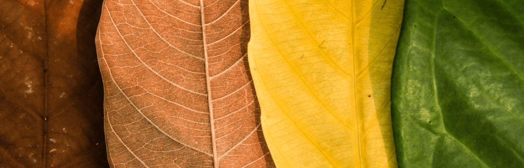 Guide de bonnes pratiques - La diversification comme stratégie pour une offre quatre saisons