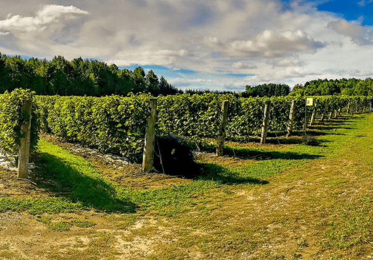 Vignoble Côte de Vaudreuil