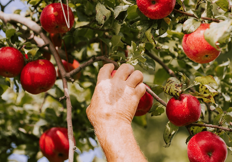 Verger à la Croisée des Pommes