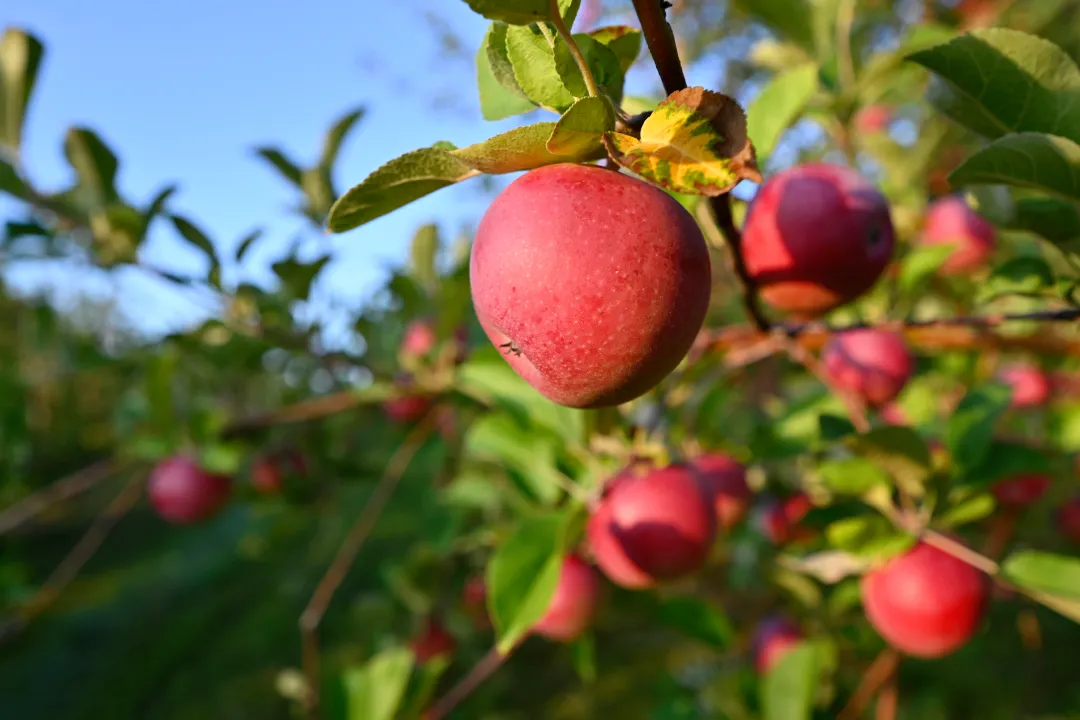 Week-ends gourmands de Rougemont