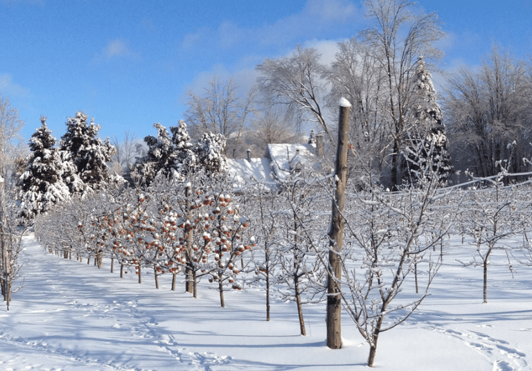 Cidre de glace - autour de la pomme