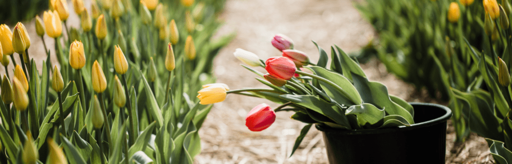 10 activités gourmandes et agrotouristiques pour profiter du printemps au Québec