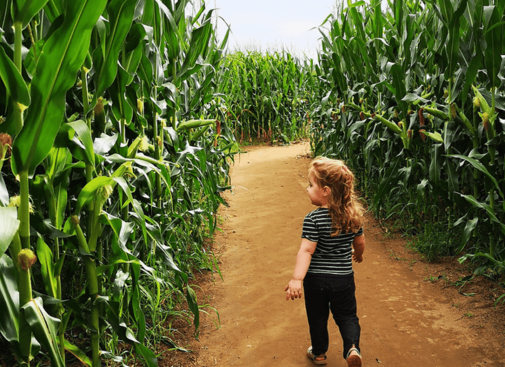Grand Labyrinthe de maïs de la Ferme Guy Rivest