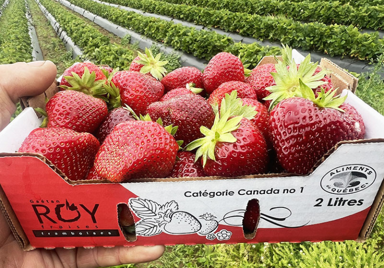 Fraises Gaétan Roy (2)