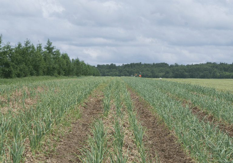 Ferme TournevenT (5)