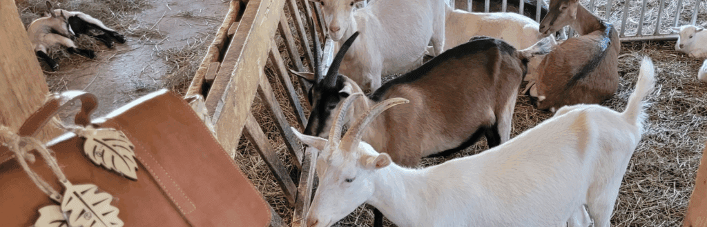 Développer des activités et services en contexte de pénurie de main d'oeuvre