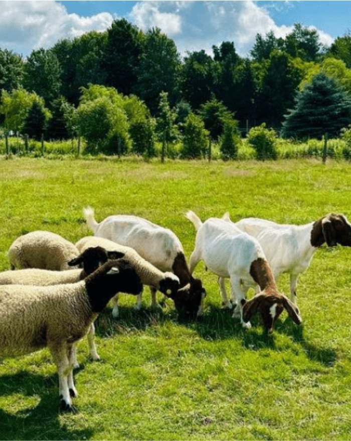 Verger Champêtre  - Nouveautés Cantons-de-l'Est