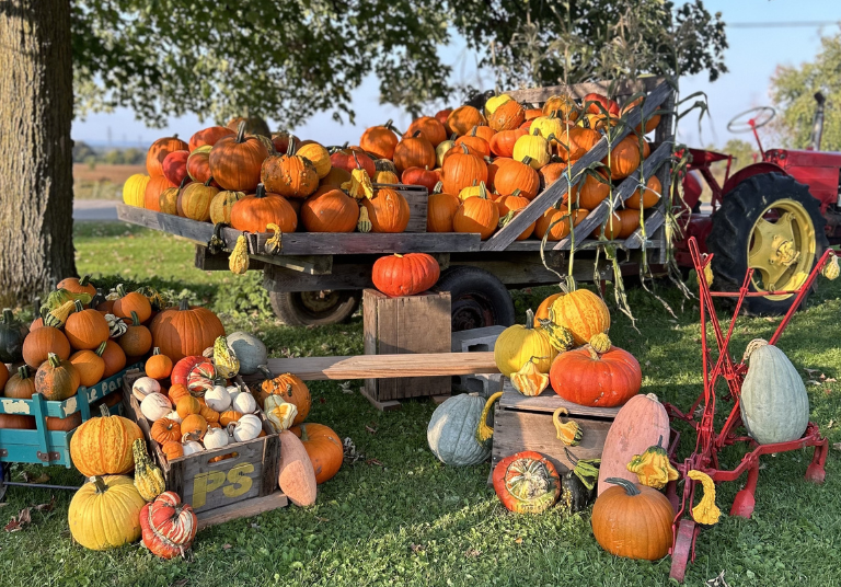 Arc-en-ciel du paradis (5)