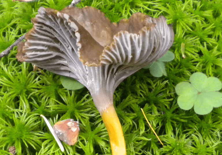 Champi-chanterelle-a-pied-jaune