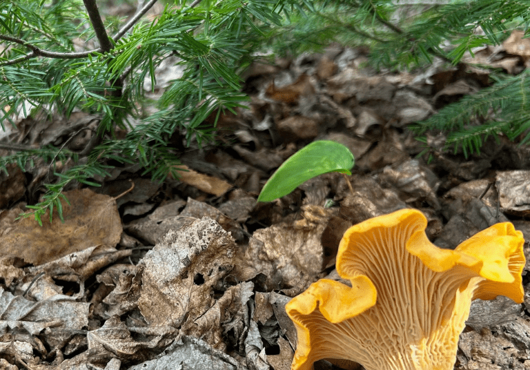 Champi-chanterelle commune@Patrick Lupien