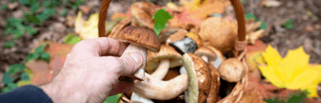 La cueillette de champignons au Québec : un guide pour débuter l’aventure en forêt