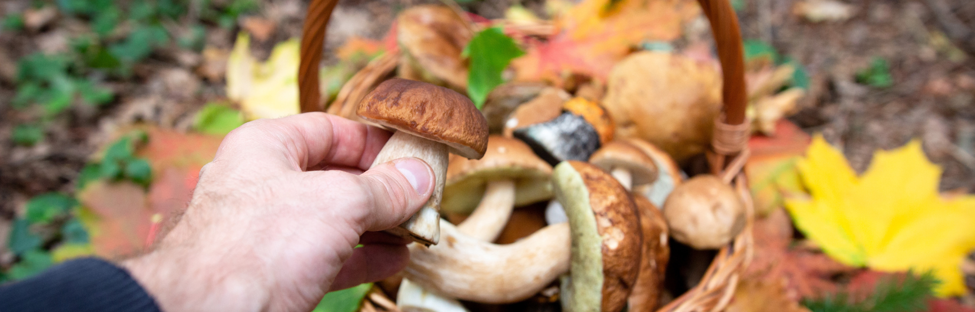 La cueillette de champignons au Québec : un guide pour débuter l’aventure en forêt