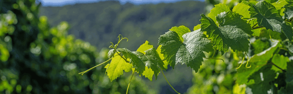 8 entreprises qui allient gourmandise et développement durable