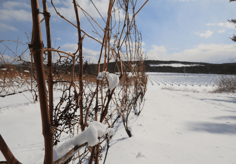 Obtention de la certification Argent de GreenStep pour le Vignoble de l’Orpailleur!