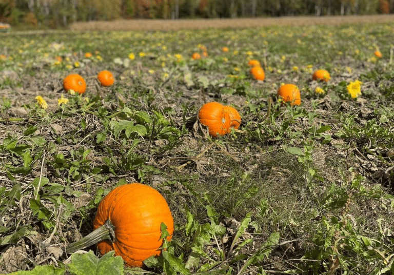 Citrouille Enchantée - 9 activités pour célébrer l'Halloween au Québec