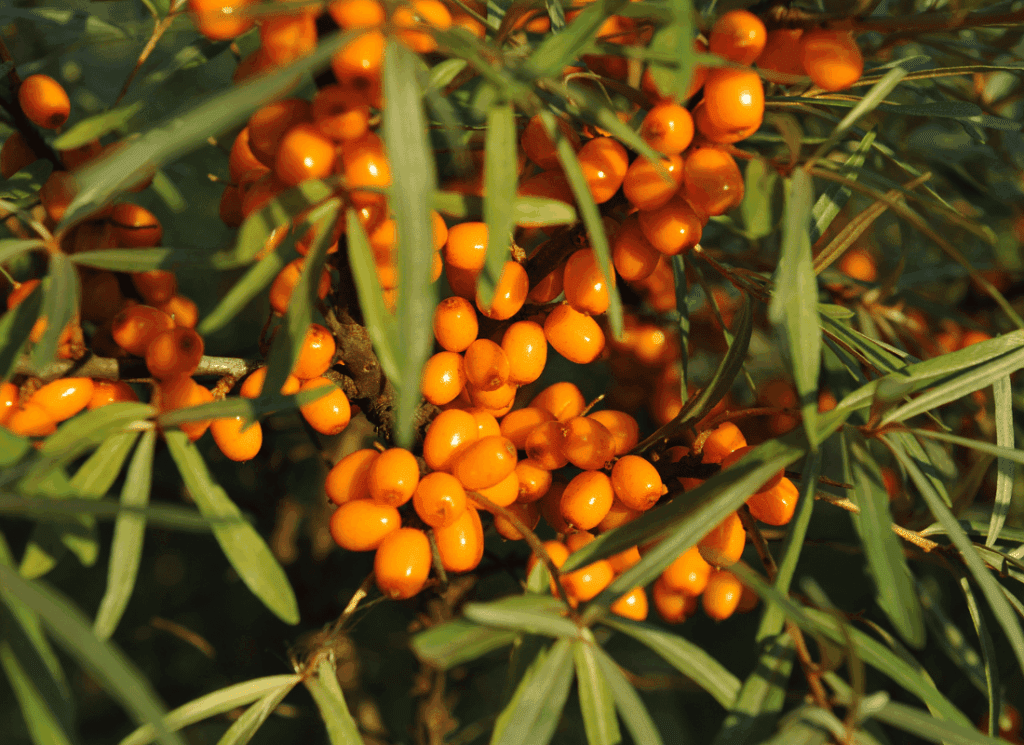 L’argousier à l’honneur