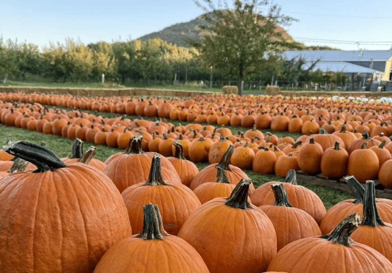 Vergers Charbonneau - 9 activités pour célébrer l'Halloween au Québec