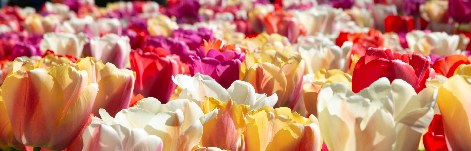 ARTICLE - Image de couverture (10)