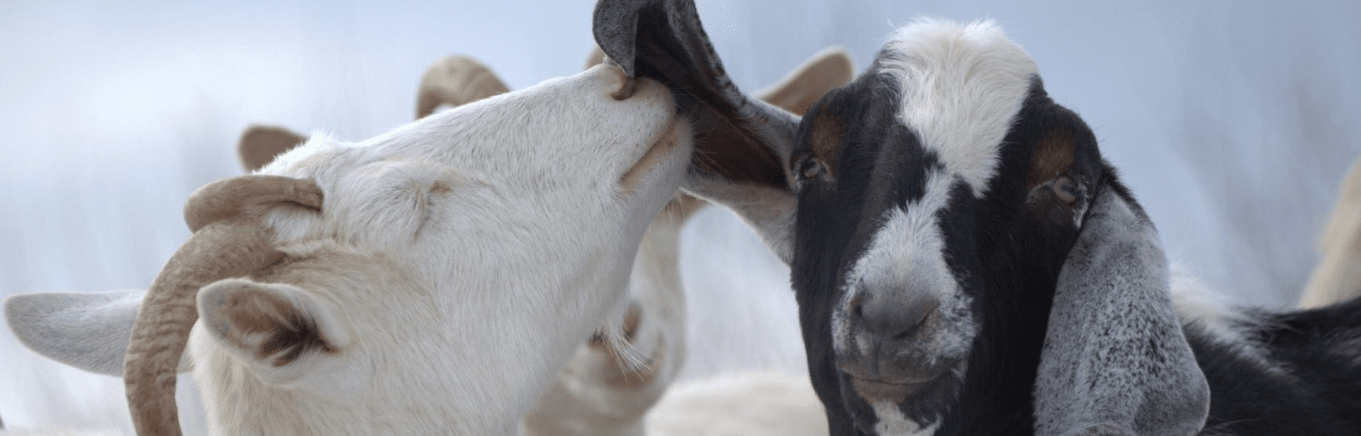 @Cassis et Mélisse - Animaux de la ferme