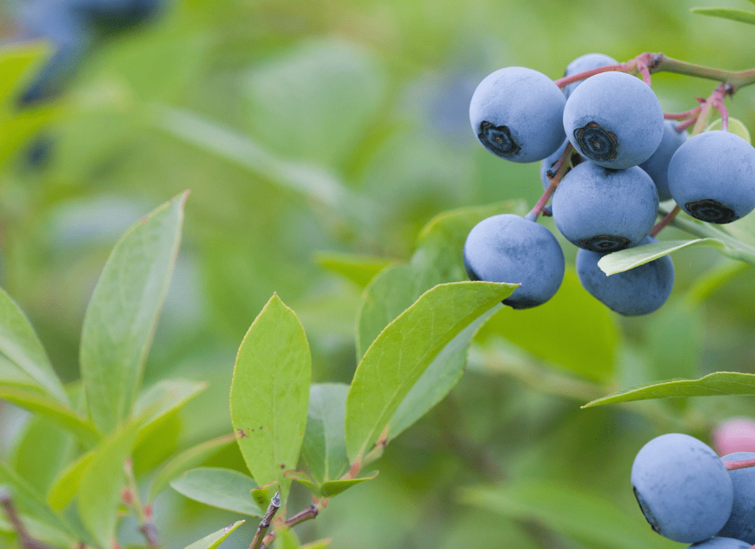 Image pour site internet dans les portes (1)