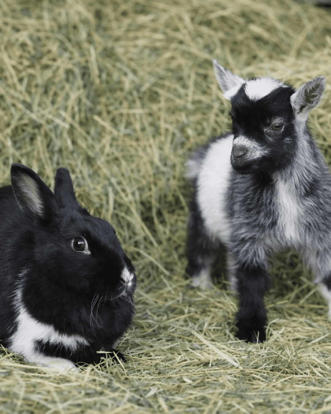 Le Cactus Fleuri, activité de mini ferme avec une chèvre et un lapin