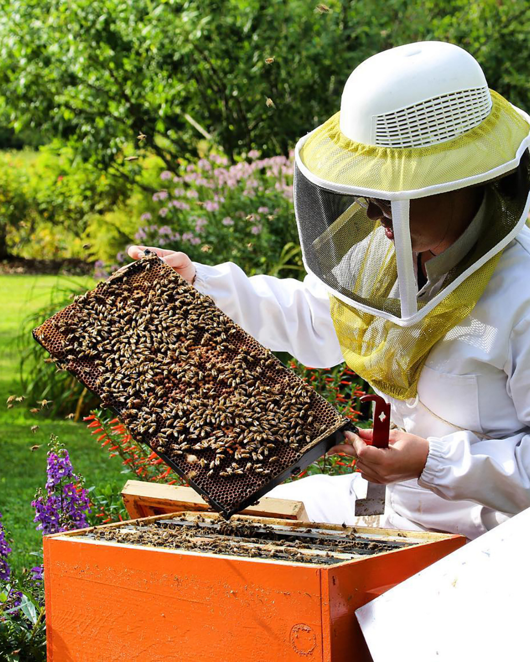 Activité ruche, intermiel