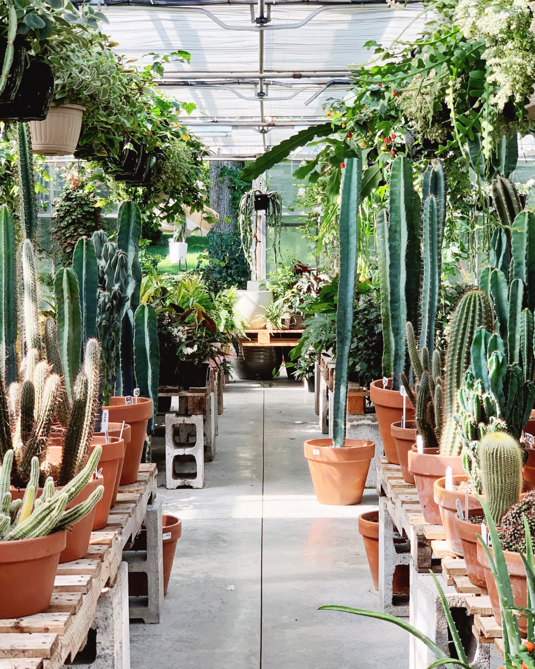 Boutique Le Cactus Fleuri inc.