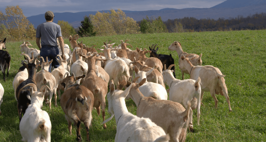 Chèvre, ferme Cassis et Mélisse
