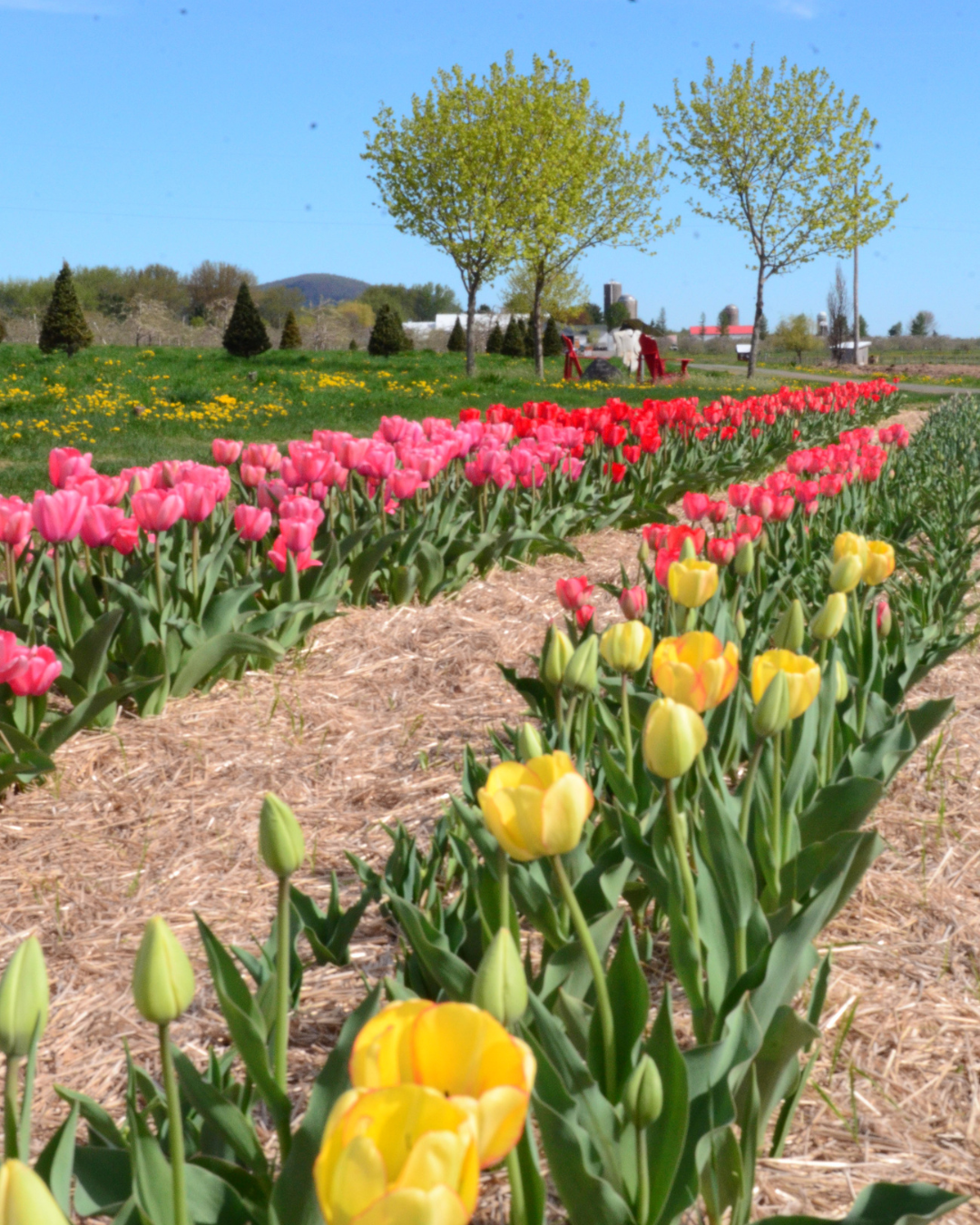 Verger Champêtre - Gîte & Compagnie, tulipes champs en fleurs