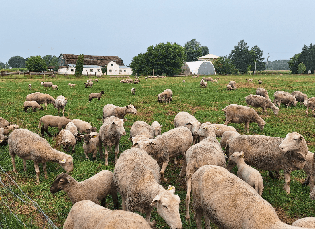 Les trouvailles Gourmandes du canton Noël à la ferme