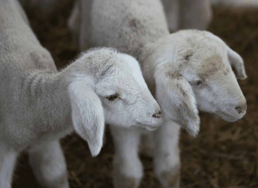 Tonte de moutons Ferme Quinn