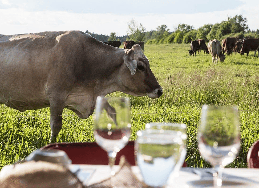 Festin dans le champ de la Fromagerie des Grondines