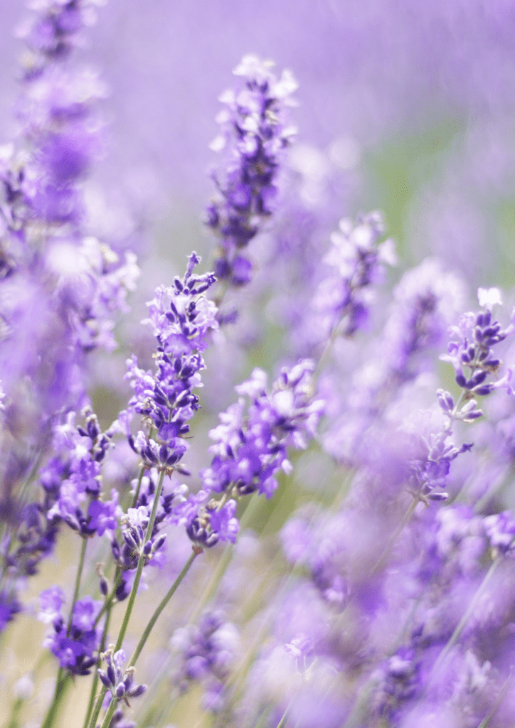 Guide_de_bonnes_pratiques_protection_biodiversite
