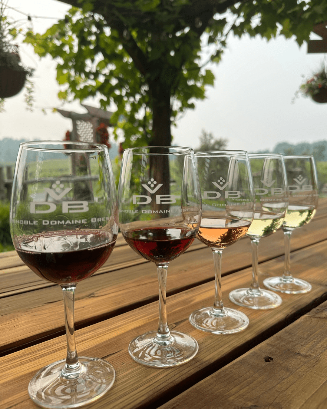 @Vignoble Domaine Bresee boire toutes couleurs, dégustation de vins