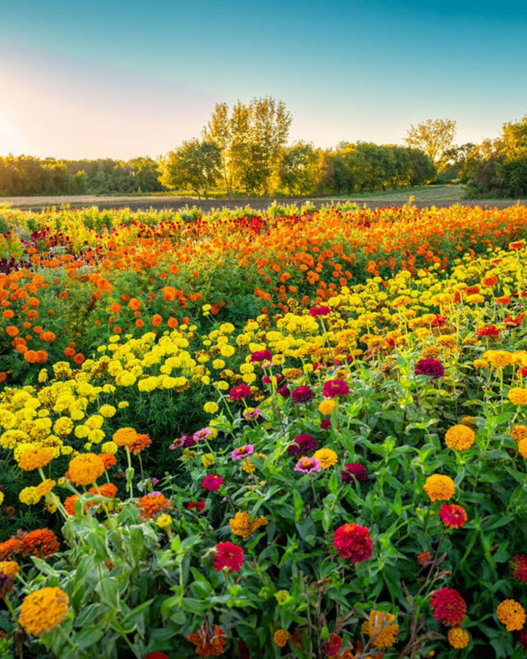 Festival des fleurs à la Ferme Marineau